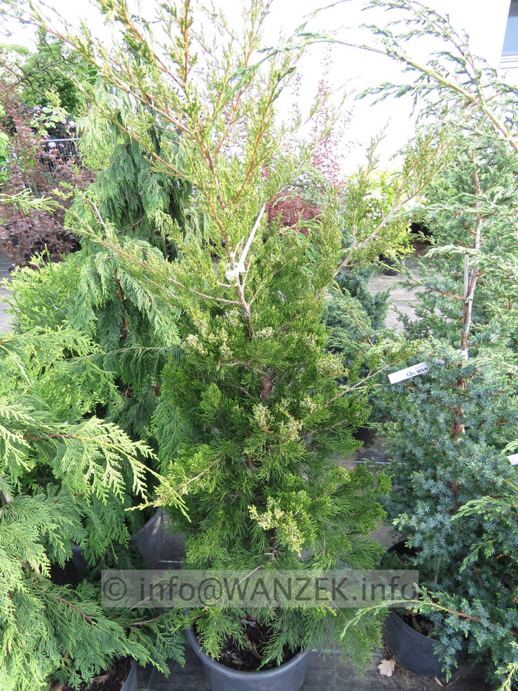 Juniperus virginiana Canaertii 02.JPG